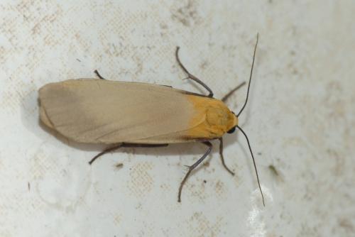 Lithosia quadra